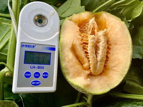 网络吃瓜合集,盘点年度热门事件与幕后真相